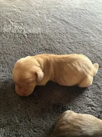 Blondie, a male Dachshund for sale in Brave, PA – 1 of 1