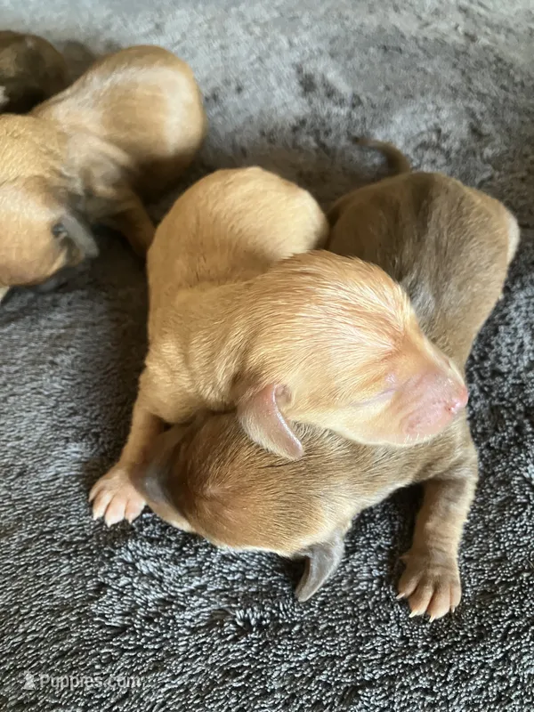 Eastwood – Dachshund puppy for sale in Brave, PA
