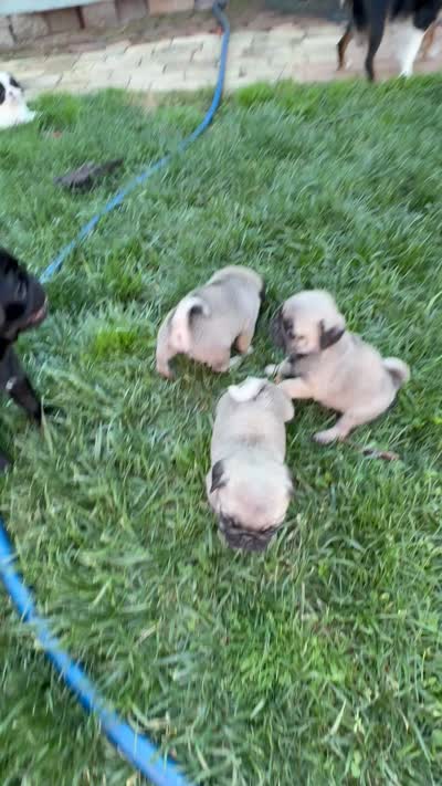 Sweet pea , a male Pug for sale in Portland, OR – 7 of 7