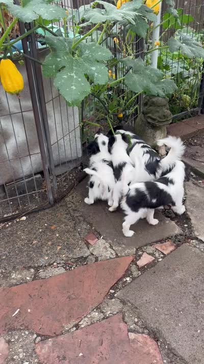 Bandit, a male Cavalier King Charles Spaniel and Japanese Chin for sale in Portland, OR – 8 of 8