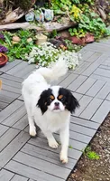 S’mores, a female Japanese Chin for sale in Portland, OR – 5 of 6