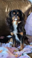 S’mores, a female Japanese Chin for sale in Portland, OR – 4 of 6