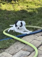 Puff, a female Cavalier King Charles Spaniel and Japanese Chin for sale in Portland, OR – 5 of 8