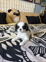Isabel, a female Cavalier King Charles Spaniel and Japanese Chin for sale in Portland, OR – 4 of 5