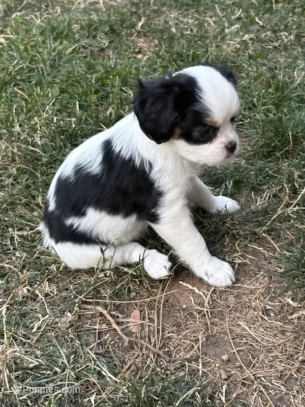 Cupcake  – Cavalier King Charles Spaniel, Japanese Chin puppy for sale in Portland, OR