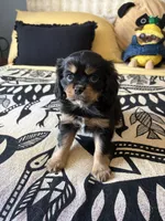 Licorice, a male Japanese Chin for sale in Portland, OR – 3 of 4