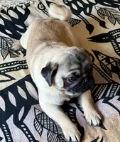 Maximilian, a male Pug for sale in Portland, OR – Photo 4 of 10
