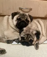 Maximilian, a male Pug for sale in Portland, OR – Photo 10 of 10