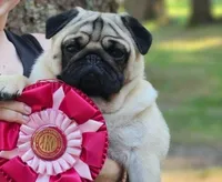 Maximilian, a male Pug for sale in Portland, OR – Photo 7 of 10