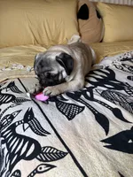 Maximilian, a male Pug for sale in Portland, OR – Photo 6 of 10