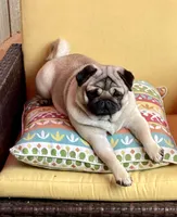 Maximilian, a male Pug for sale in Portland, OR – Photo 9 of 10