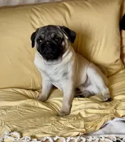 Maximilian, a male Pug for sale in Portland, OR – Photo 1 of 10