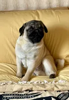 Maximilian, a male Pug for sale in Portland, OR – Photo 2 of 10