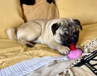 Maximilian, a male Pug for sale in Portland, OR – Photo 3 of 10