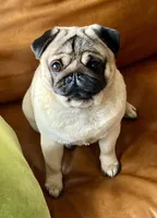 Maximilian, a male Pug for sale in Portland, OR – Photo 8 of 10