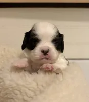 Ringo, a male Cavalier King Charles Spaniel and Japanese Chin for sale in Portland, OR – 2 of 7