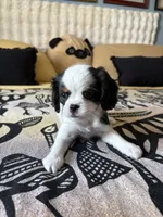 Wink, a female Cavalier King Charles Spaniel and Japanese Chin for sale in Portland, OR – 3 of 9