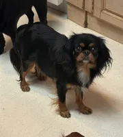 Yeti , a male Cavalier King Charles Spaniel and Japanese Chin for sale in Portland, OR – 7 of 7