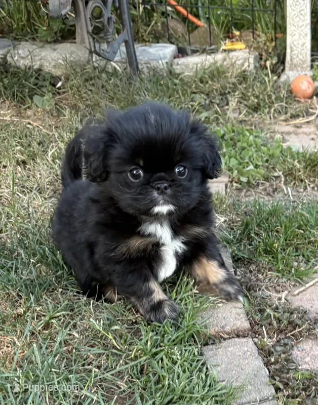 Yowie  – Cavalier King Charles Spaniel, Japanese Chin puppy for sale in Portland, OR