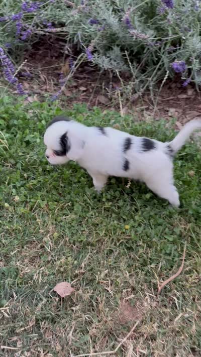 Puff, a female Cavalier King Charles Spaniel and Japanese Chin for sale in Portland, OR – 7 of 8