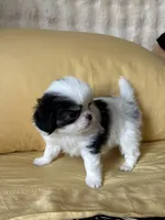 Mr Fluffy Pants , a male Japanese Chin for sale in Portland, OR – 2 of 5