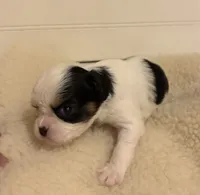 Cupcake , a female Cavalier King Charles Spaniel and Japanese Chin for sale in Portland, OR – 2 of 8