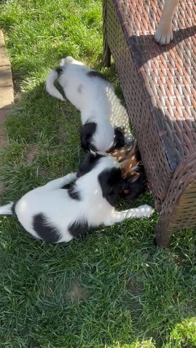 Mr Fluffy Pants , a male Cavalier King Charles Spaniel and Japanese Chin for sale in Portland, OR – 8 of 9