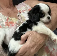 Ringo, a male Cavalier King Charles Spaniel and Japanese Chin for sale in Portland, OR – 6 of 9