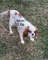 Puff, a female Cavalier King Charles Spaniel and Japanese Chin for sale in Portland, OR – 6 of 8