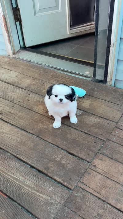 Twinkie, a male Cavalier King Charles Spaniel and Japanese Chin for sale in Portland, OR – 8 of 9