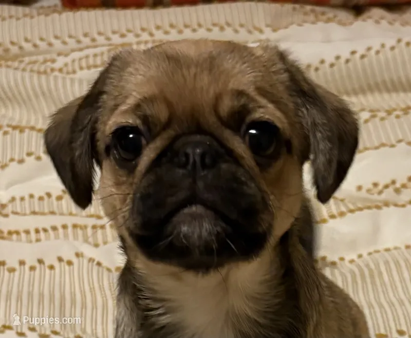 Mochi  – Cavalier King Charles Spaniel, Pug puppy for sale in Portland, OR