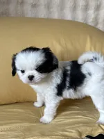 Twinkie, a male Japanese Chin for sale in Portland, OR – 2 of 7