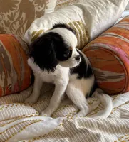 Bandit, a male Cavalier King Charles Spaniel and Japanese Chin for sale in Portland, OR – 2 of 8