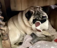 Sweet pea , a male Pug for sale in Portland, OR – 3 of 7