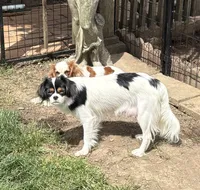 Twinkie, a male Japanese Chin for sale in Portland, OR – 5 of 7