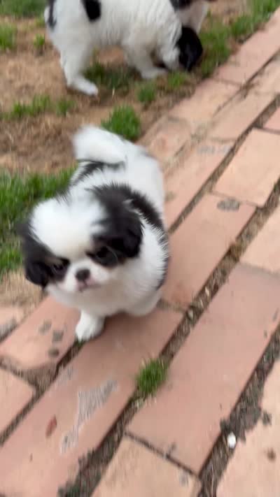 Mr Fluffy Pants , a male Cavalier King Charles Spaniel and Japanese Chin for sale in Portland, OR – 9 of 9