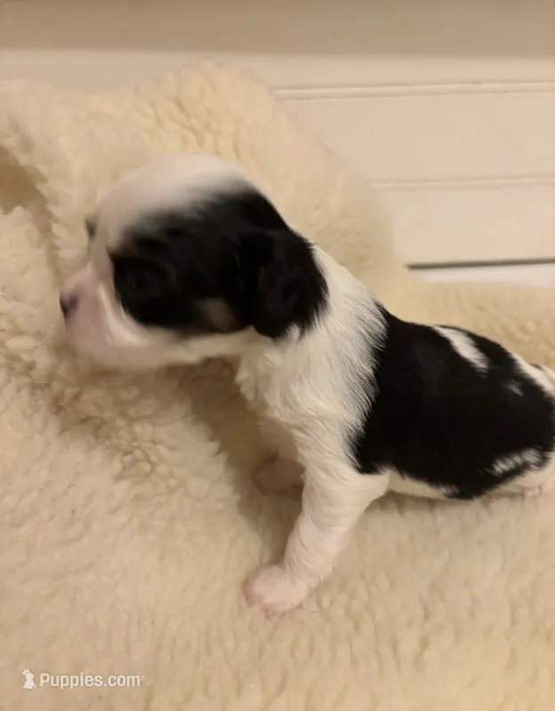 Ringo – Cavalier King Charles Spaniel, Japanese Chin puppy for sale in Portland, OR