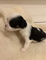 Ringo, a male Cavalier King Charles Spaniel and Japanese Chin for sale in Portland, OR – 1 of 7