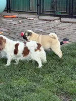 Ringo, a male Cavalier King Charles Spaniel and Japanese Chin for sale in Portland, OR – 6 of 7