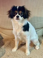 Mr Fluffy Pants , a male Cavalier King Charles Spaniel and Japanese Chin for sale in Portland, OR – 6 of 9