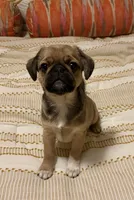 Mochi , a male Cavalier King Charles Spaniel and Pug for sale in Portland, OR – 3 of 7
