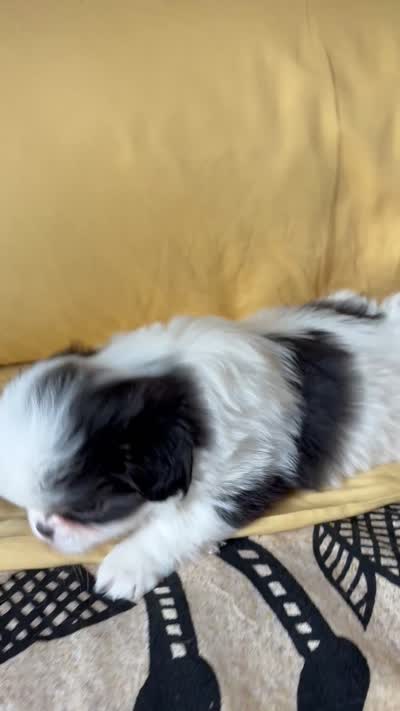 Twinkie, a male Japanese Chin for sale in Portland, OR – 4 of 7