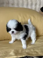 Mr Fluffy Pants , a male Japanese Chin for sale in Portland, OR – 4 of 5