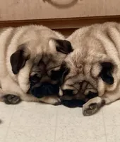 Sweet pea , a male Pug for sale in Portland, OR – 2 of 7