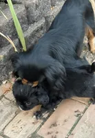 Yowie , a male Cavalier King Charles Spaniel and Japanese Chin for sale in Portland, OR – 4 of 7