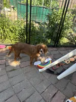Wink, a female Cavalier King Charles Spaniel and Japanese Chin for sale in Portland, OR – 5 of 9