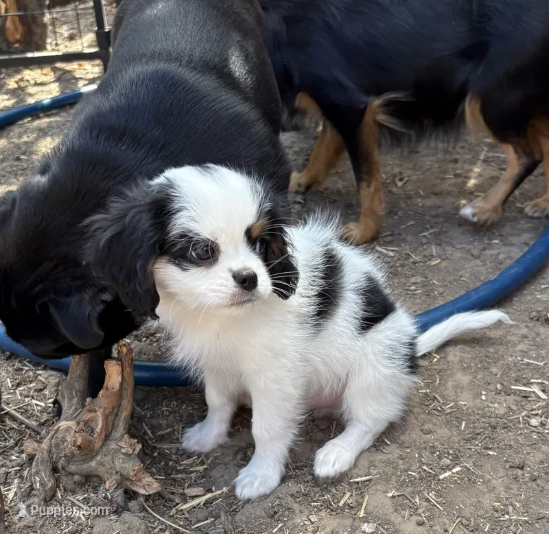 Spot  – Cavalier King Charles Spaniel, Japanese Chin puppy for sale in Portland, OR