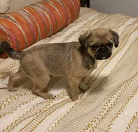 Mochi , a male Cavalier King Charles Spaniel and Pug for sale in Portland, OR – 7 of 7