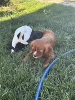 S’mores, a female Japanese Chin for sale in Portland, OR – 6 of 6