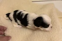 Cupcake , a female Cavalier King Charles Spaniel and Japanese Chin for sale in Portland, OR – 3 of 8